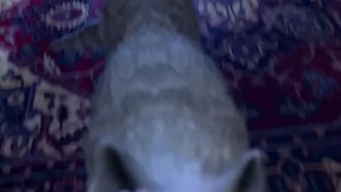 momiji Mating Night Wolf - Rivak3D