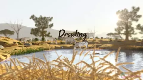 Prowling - Pinklagoon