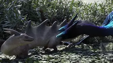 FURRY BIRD & DRAGON (DZÄT)