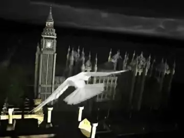 Black・shuck [pompurin]