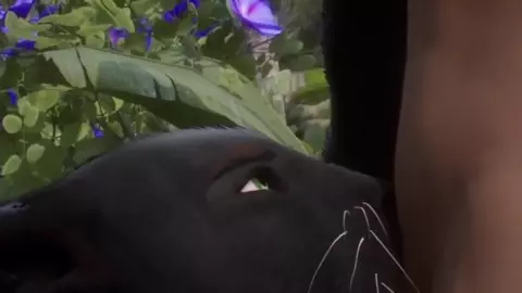 FURRY FERAL PANTHER RIDING A HUMAN