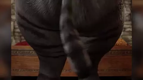 Furry HMV/PMV | I Like That