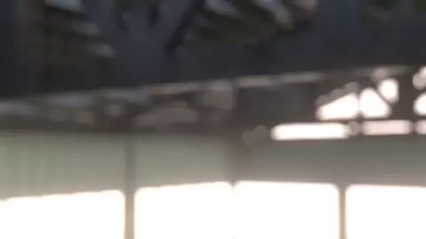 Lakeside House: Glasses JK Girl Impregnated by Giant Fly (Pubes Version)