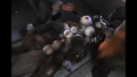 [4K]Loona's Werewolf Party (Intersex Alt. Version)