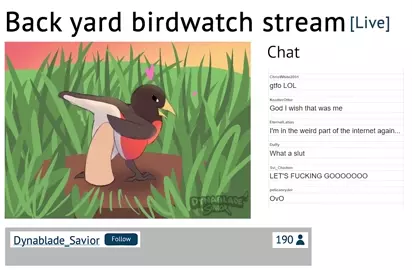 Back yard birdwatch stream [Dynablade_Savior]