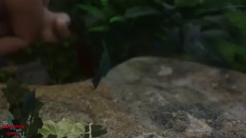 Jungle Fever [sumthinextra]