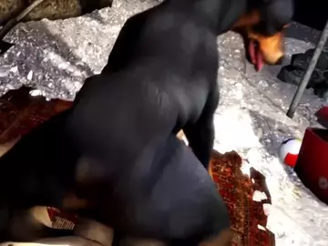 Canine Fuck Completion (Scrungusbungus)