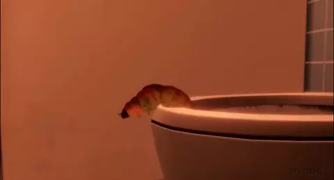 Miasma - Maggot X Roach