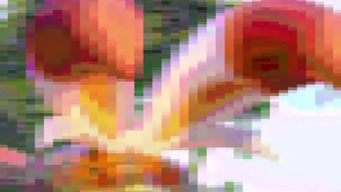 [Furry HMV] Bunny Is All