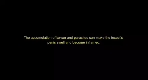 Bounce - Lilia Tries A New Kind of Dick