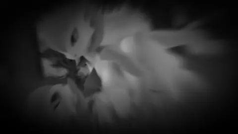 PMV Gardevoir  (ORAL HEX spell for you)