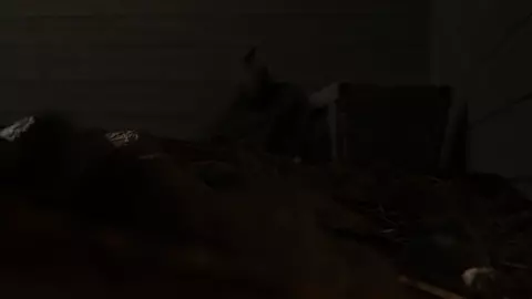 Anal vore by volanare1