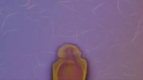 HORNY FLUTTERSHY |EDIT|