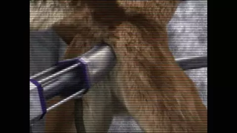 Ass Cam 1 Taurin Fox