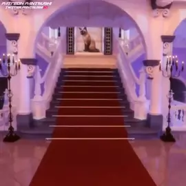 Pantsushi compilation