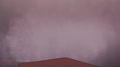 Salazzle『Feliscede』