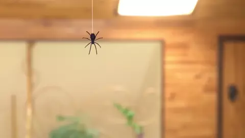 Spider Milf - Aunt Cass in the Spider-Verse