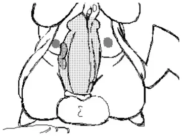Pokemon CumpDump