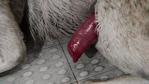 [C11+]Cantarella and Dog