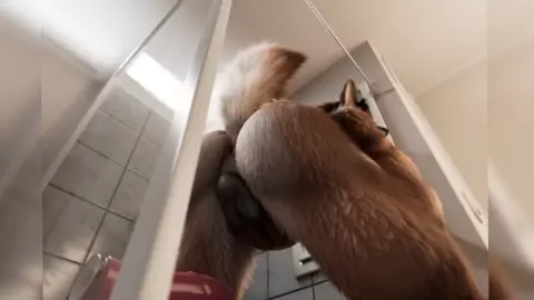 Furry Frenzy - (NONAME55) - Futa - PMV